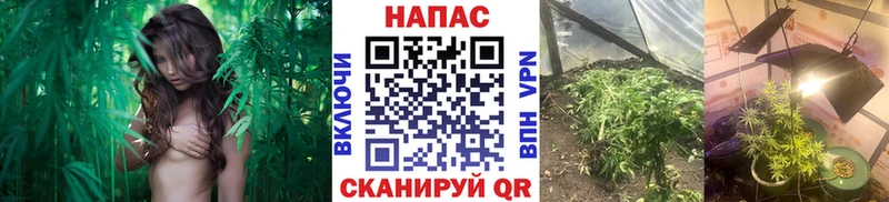 Шишки марихуана марихуана  Купить закладки  Зарайск 